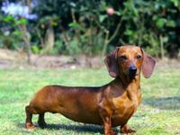 Wiener dog