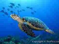 sea turtle