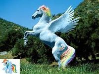 rainbow dash real horse