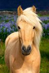 Palomino