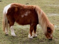 Pony (any type)