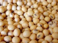 Soya bean