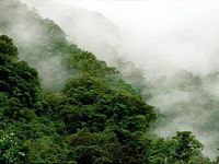 Peruvian Forest