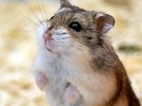 Hamster/Gerbil/Other mini pets Including Mice. (Rodents)