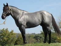 Blue roan