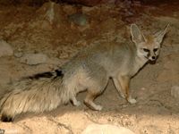 Branford's Fox