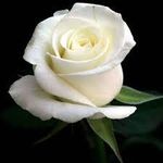 White rose