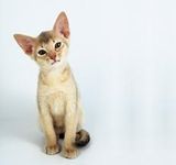 Abyssinian