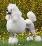 Poodle