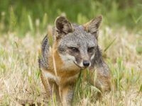 Island Fox