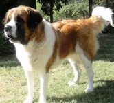 St. Bernard