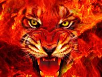 Fiery Tiger