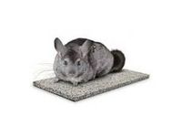 Chinchilla