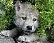 Wolf pup