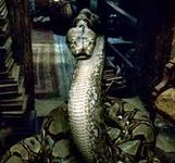 Nagini