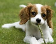 King charles spaniel