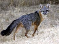 Grey Fox