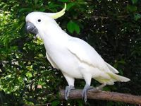 Cockatoo