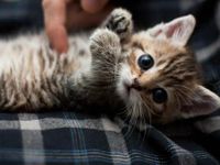 belly rub kitten