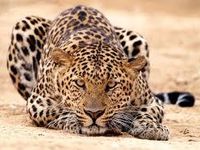 Leopards