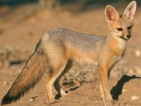 Cape Fox