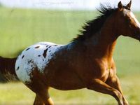 Appaloosa