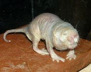 Naked Mole Rat