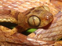 blunt headed tree snake