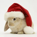 Santa bunny!