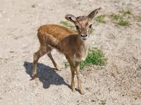 Gazelle