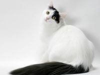 Turkish Van