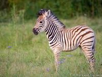 Zebra