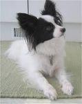 Papillion