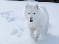 Snow dog