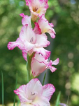 Gladiolus (August)