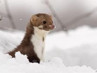 Ferret