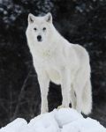 white wolf