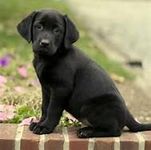 Black labs