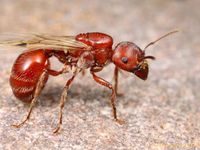 Red Harvest Ant