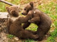 bears