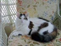 Turkish Angora