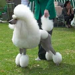 poodle