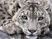 Snow Leopard