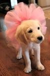 Treasure in a tutu