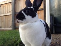 Mini Rex