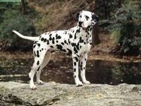 Dalmation