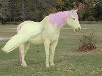 fluttershy real horse