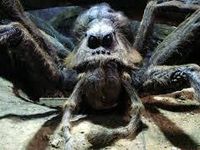 Aragog