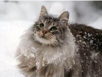 Norwegian Forest Cat