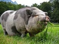 Potbellied Pig